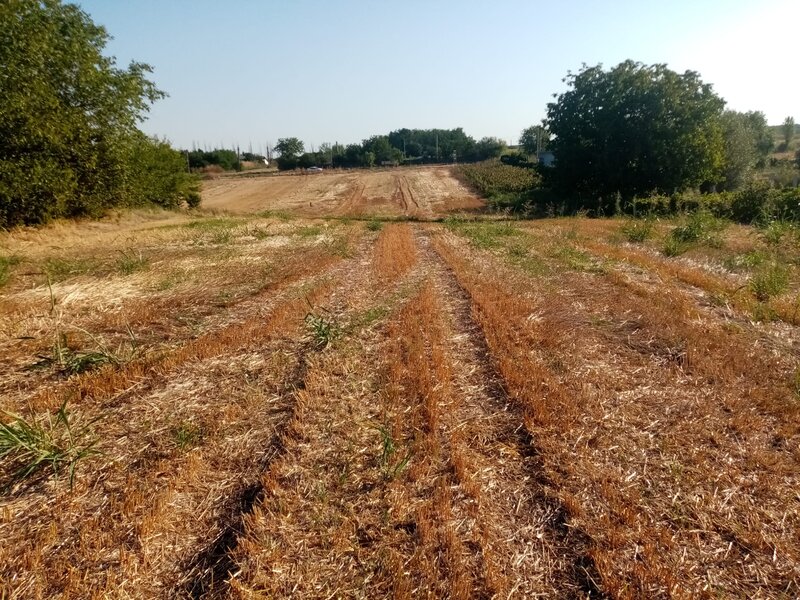 Ghimpati, Giurgiu