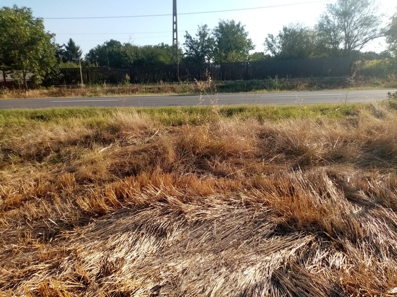 Ghimpati, Giurgiu