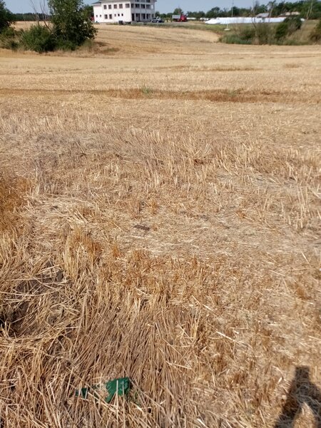 Ghimpati, Giurgiu